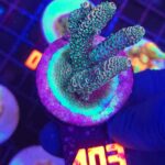 Acropora millepora (103)
