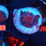 Discosoma Ruby Red (107)
