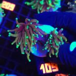 Euphyllia glabrescens dragon soul 2h (109)