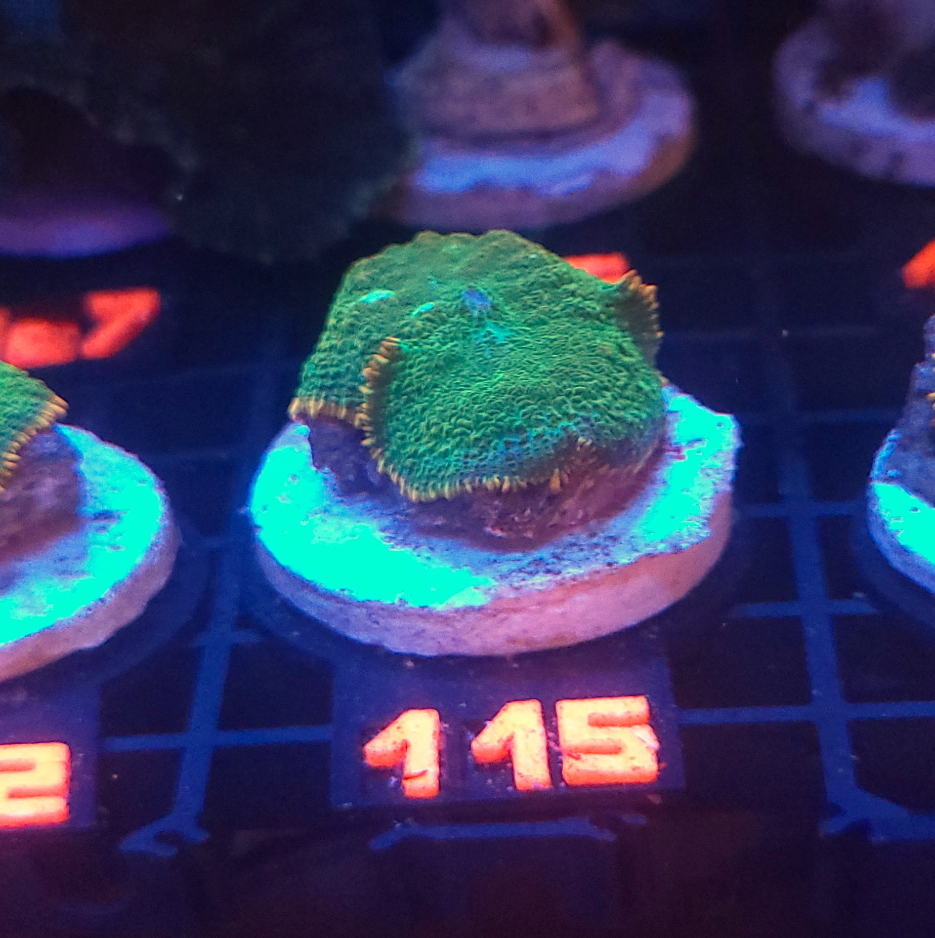 115 Rhodactis Green - Orange Rim (115) - obrazek 1