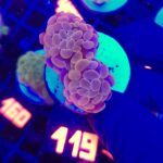 Euphyllia paraancora Pink 2h (119)