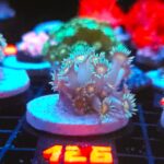 Goniopora Yellow Center (126)