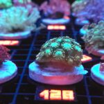 Alveopora Green (128)