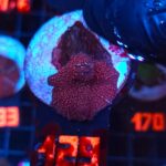 Discosoma Ruby Red (129)