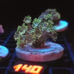 Goniopora Green (140)