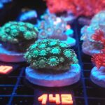 Alveopora Green (142)