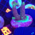 Acropora millepora (153)