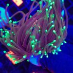 Euphyllia glabrescens dragon soul 2h (159)