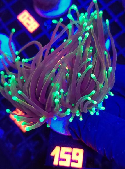 Euphyllia glabrescens dragon soul 2h (159)