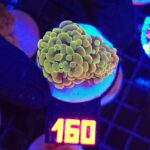 Euphyllia paraancora GOLD 2h (160)