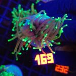 Euphyllia glabrescens dragon soul 1h (163)