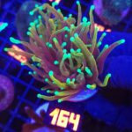 Euphyllia glabrescens dragon soul 1h (164)