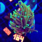 Euphyllia glabrescens dragon soul 1h (164)