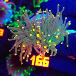 Euphyllia glabrescens Gold Tip Torch premium 2h (166)