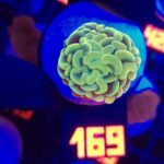 Euphyllia paraancora GOLD 1h (169)