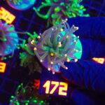 Euphyllia glabrescens Gold Tip Torch premium 1h (172)