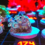 Goniopora Yellow Center (174)