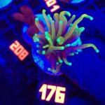 Euphyllia glabrescens dragon soul 1h (176)