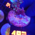 Acropora valida (183)