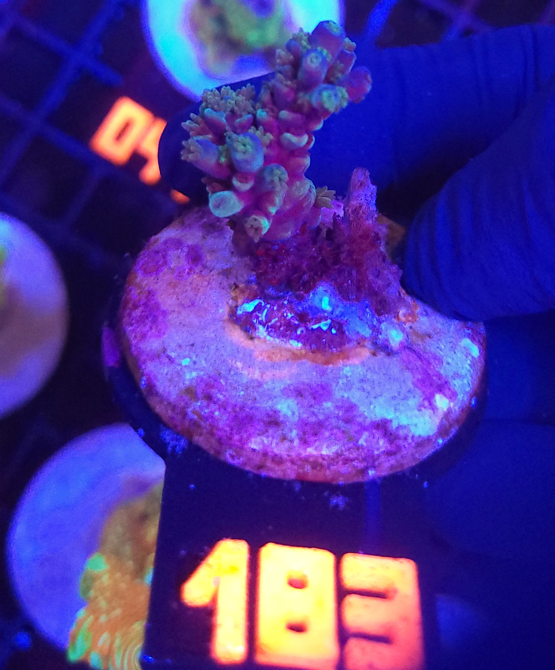 183 Acropora valida (183) - obrazek 1