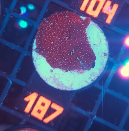 Discosoma Ruby Red (187)