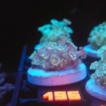 Goniopora Yellow Center (196)