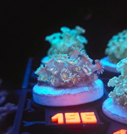 Goniopora Yellow Center (196)