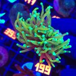 Euphyllia glabrescens dragon soul 2h (199)