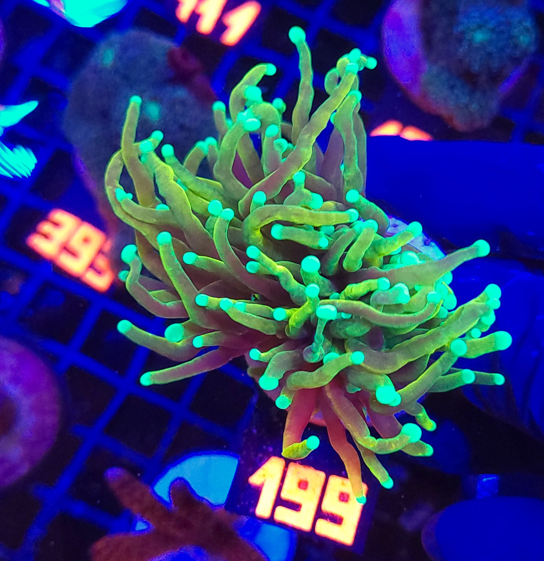 199 Euphyllia glabrescens dragon soul 2h (199) - obrazek 1