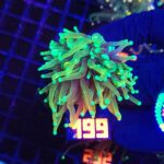 Euphyllia glabrescens dragon soul 1h (199)