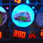 Rhodactis Green - Orange Rim (390)