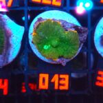 Rhodactis Green - Orange Rim (013)