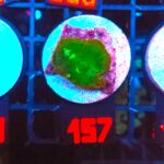 Rhodactis Green - Orange Rim (157)