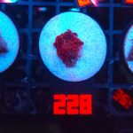 Discosoma Ruby Red (228)