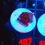 Discosoma Ruby Red (107)