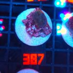 Rhodactis Dark Green - Orange Rim (387)