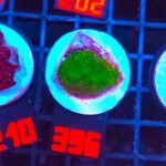 Rhodactis Green - Orange Rim (396)