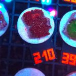 Discosoma Ruby Red (210)