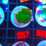 Rhodactis Green - Orange Rim (057)