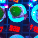 Rhodactis Green - Orange Rim (322)