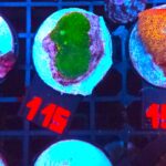 Rhodactis Green - Orange Rim (115)