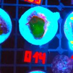 Rhodactis Green - Orange Rim (014)