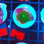 Rhodactis Green - Orange Rim (049)