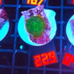 Rhodactis Green - Orange Rim (229)