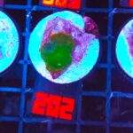 Rhodactis Green - Orange Rim (202)