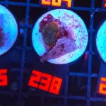 Rhodactis Dark Green - Orange Rim (238)