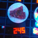 Rhodactis Dark Green - Orange Rim (245)