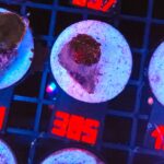 Discosoma Ruby Red (385)