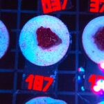 Discosoma Ruby Red (187)