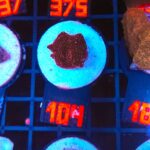 Discosoma Ruby Red (104)